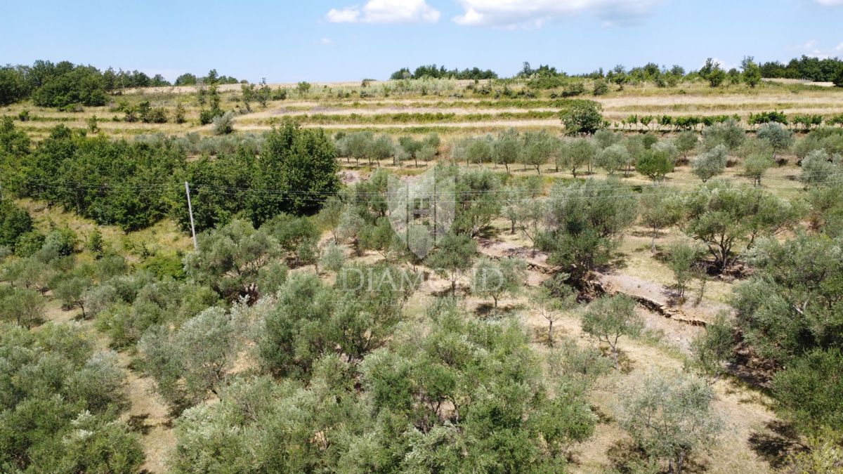 Oprtalj: Dintorni – Bellissimo Terreno Edificabile