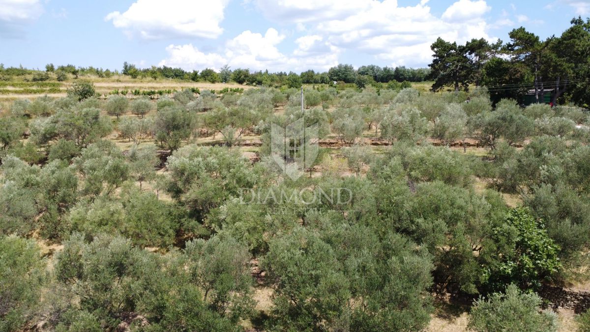 Oprtalj: Dintorni – Bellissimo Terreno Edificabile