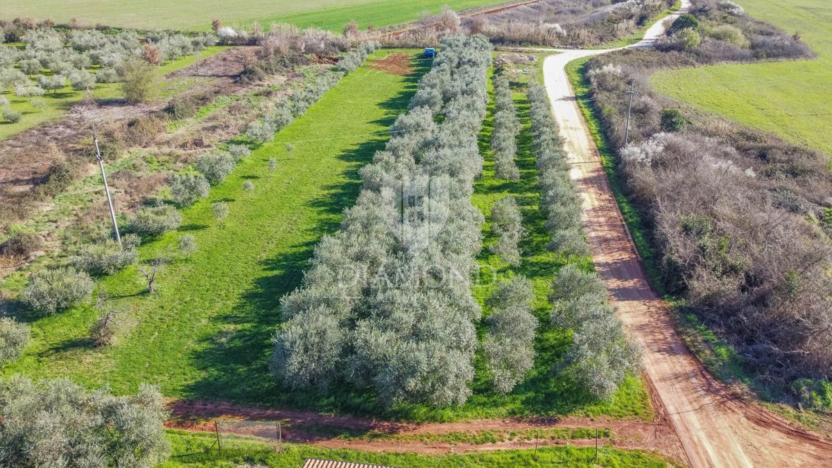 Umago, terreno edificabile perfetto per investimento di 3.700 m2 vicino alla città e al mare!