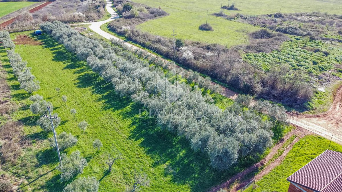 Umago, terreno edificabile perfetto per investimento di 3.700 m2 vicino alla città e al mare!