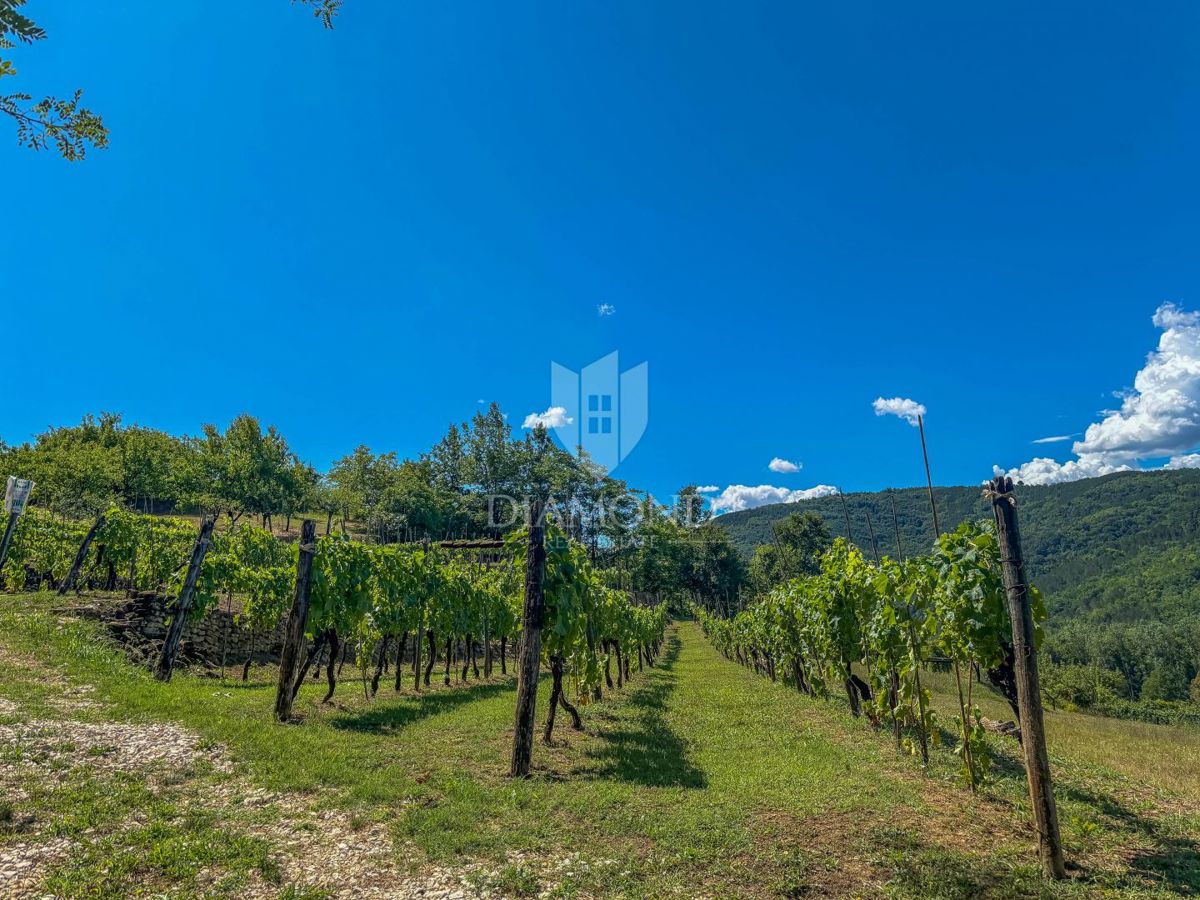 Montona, dintorni, eccezionale terreno edificabile con vista!