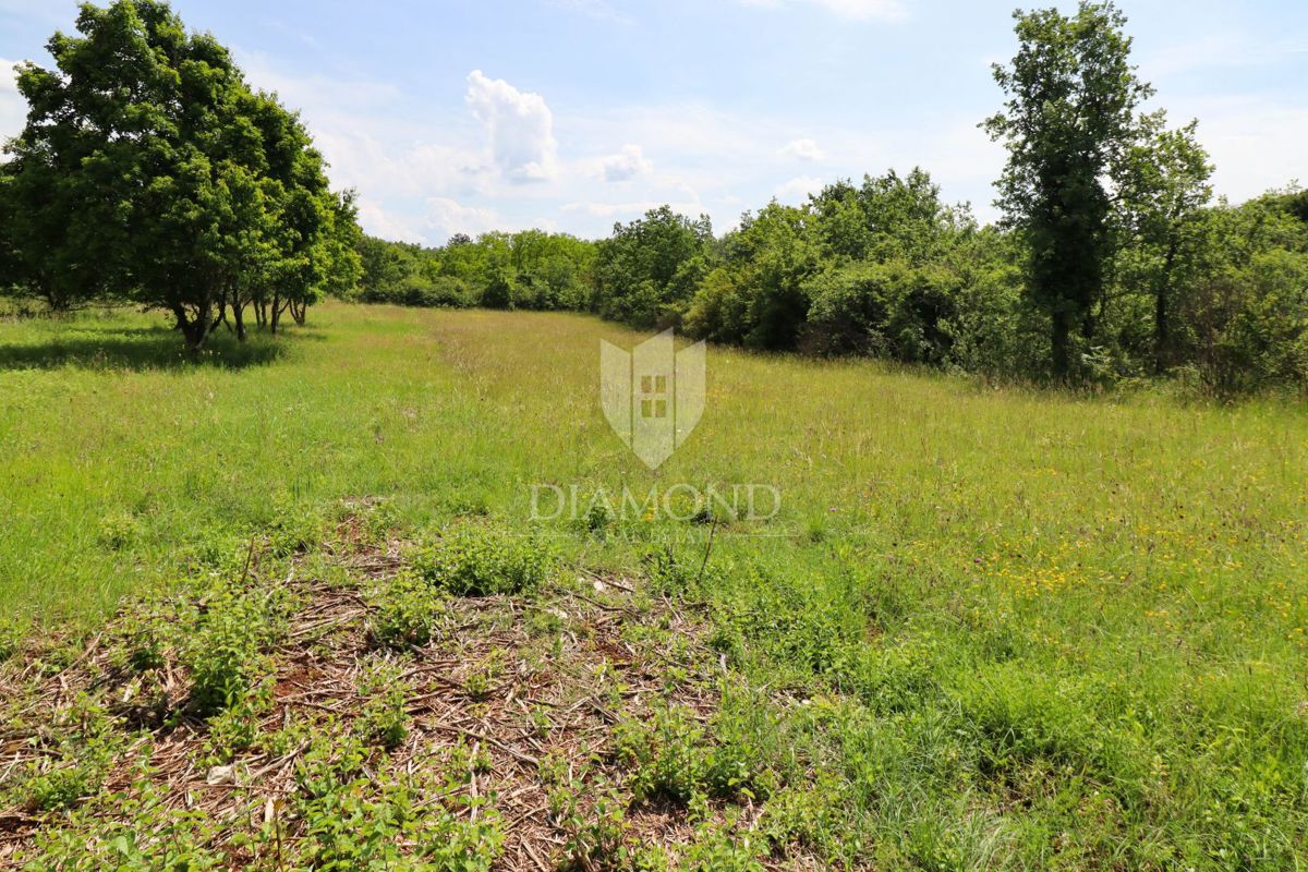 OPPORTUNITÀ! Ampio terreno per investimenti nelle vicinanze di Grisignana.