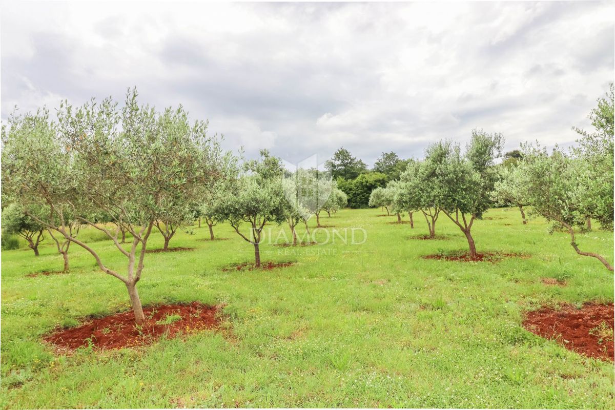 Spaziosa casa nella natura vicino a Rovigno