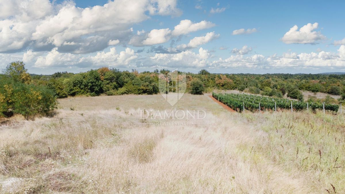 Parenzo, dintorni – ampio terreno ai margini solo 6km dal mare