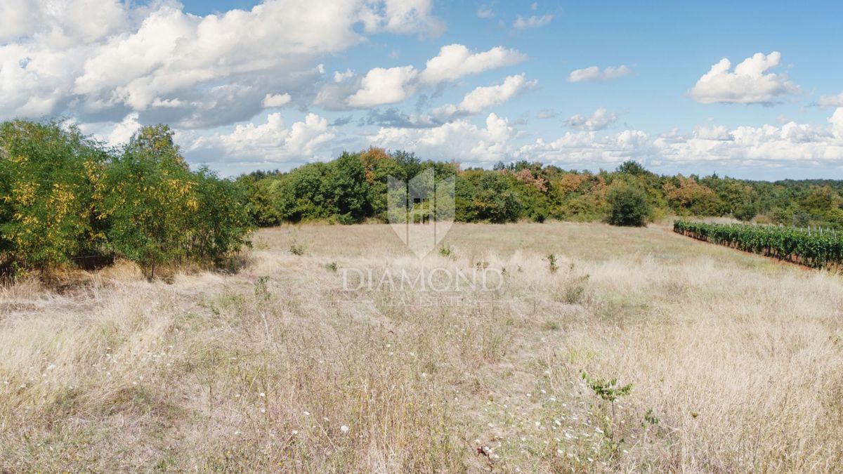 Parenzo, dintorni – ampio terreno ai margini solo 6km dal mare