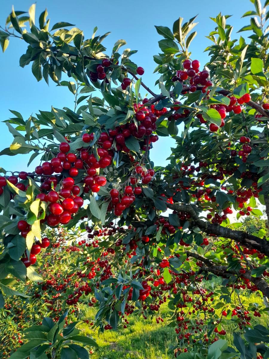 Terreno Gradište, Kutjevo, 26.705m2