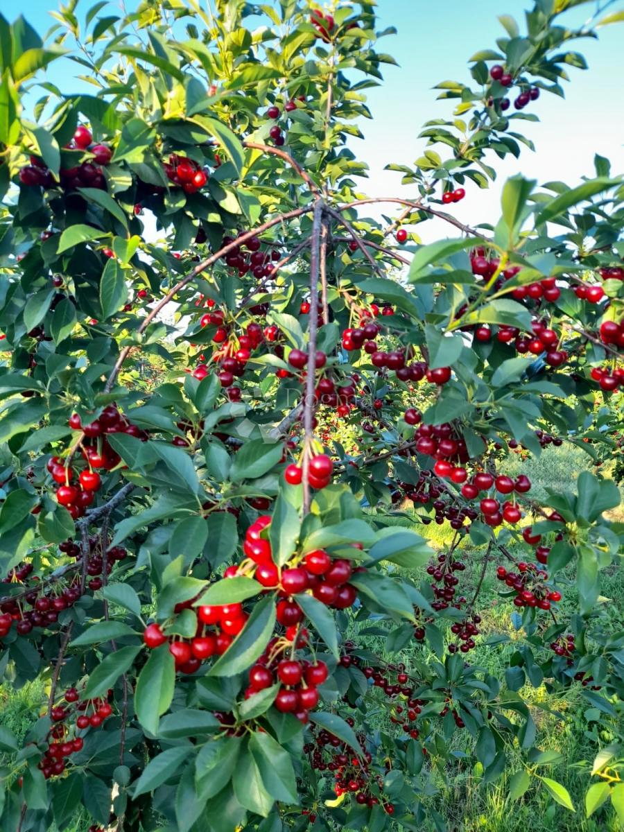 Terreno Gradište, Kutjevo, 26.705m2