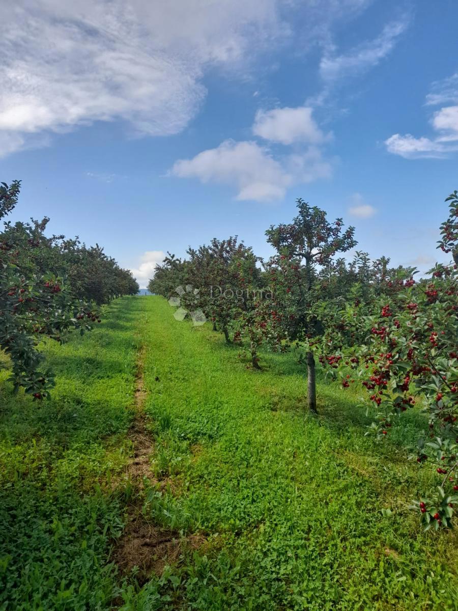 Terreno Gradište, Kutjevo, 26.705m2