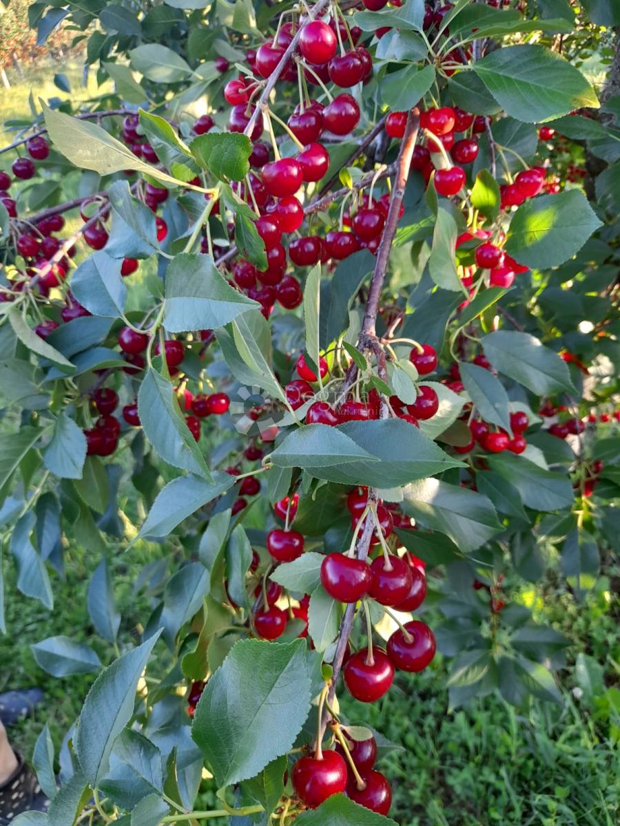 Terreno Gradište, Kutjevo, 26.705m2