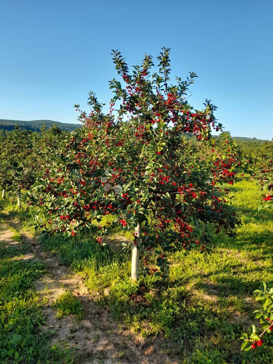 Terreno Gradište, Kutjevo, 26.705m2
