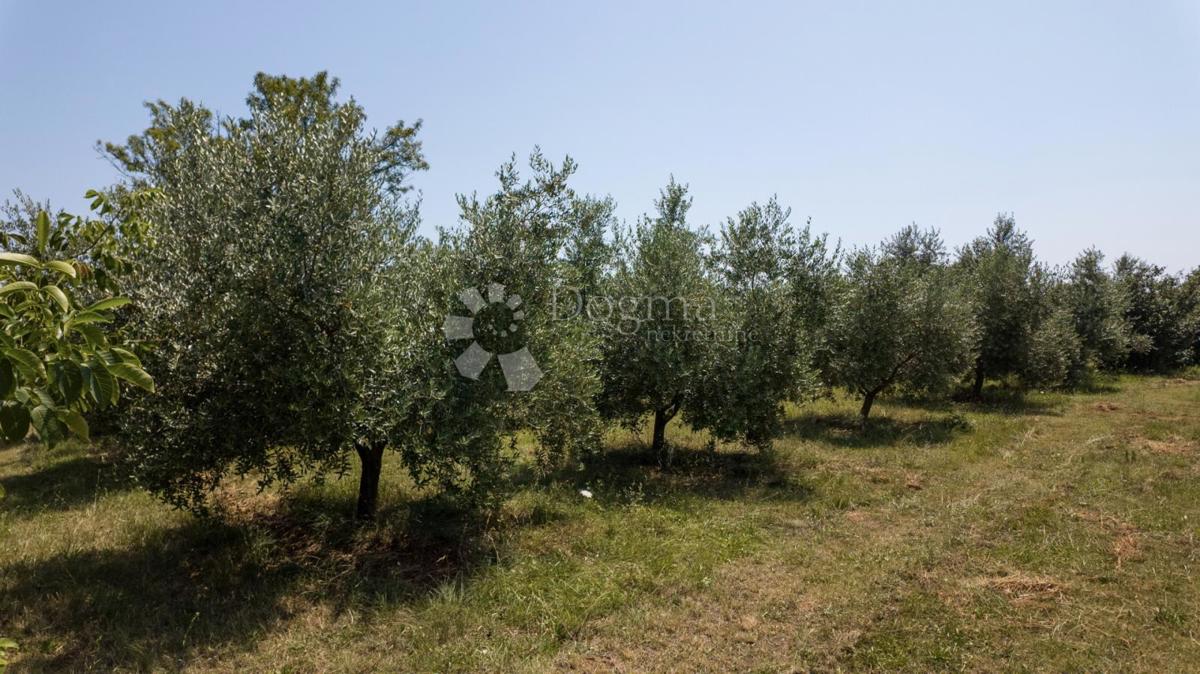 Terreno edificabile con uliveto vicino a Vodnjan, Istria