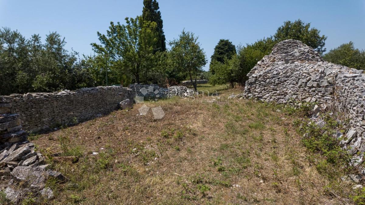 Terreno edificabile con uliveto vicino a Vodnjan, Istria
