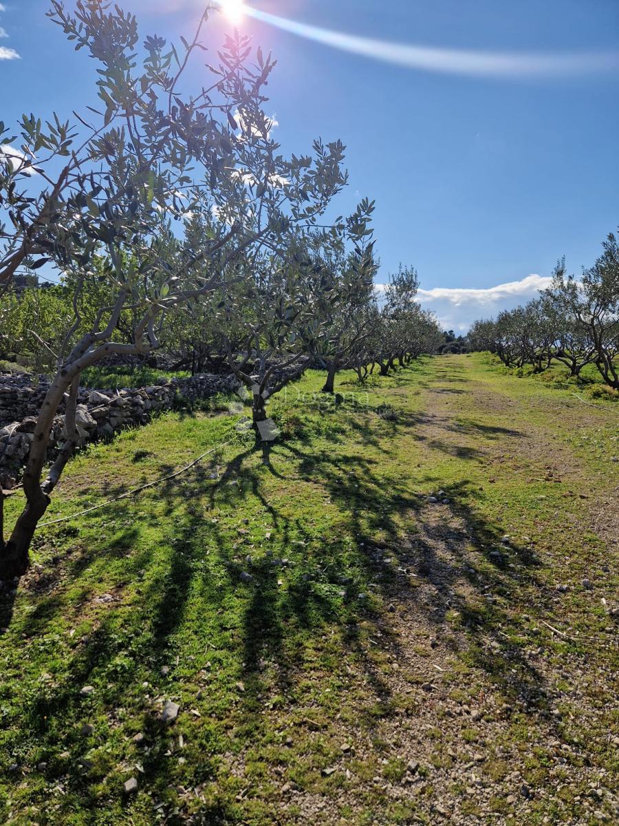 Terreno agricolo Donji Humac, Nerežišća, 10.600m2