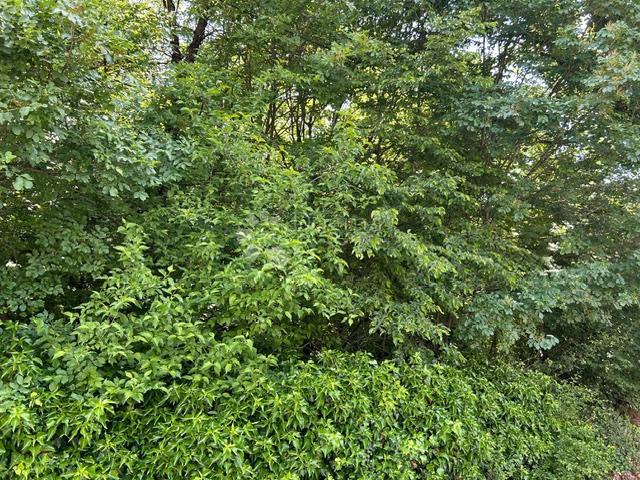 Terreno agricolo Klana, 24.667m2