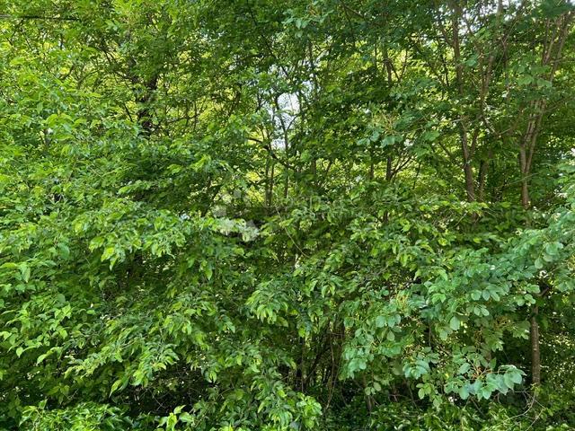 Terreno agricolo Klana, 24.667m2