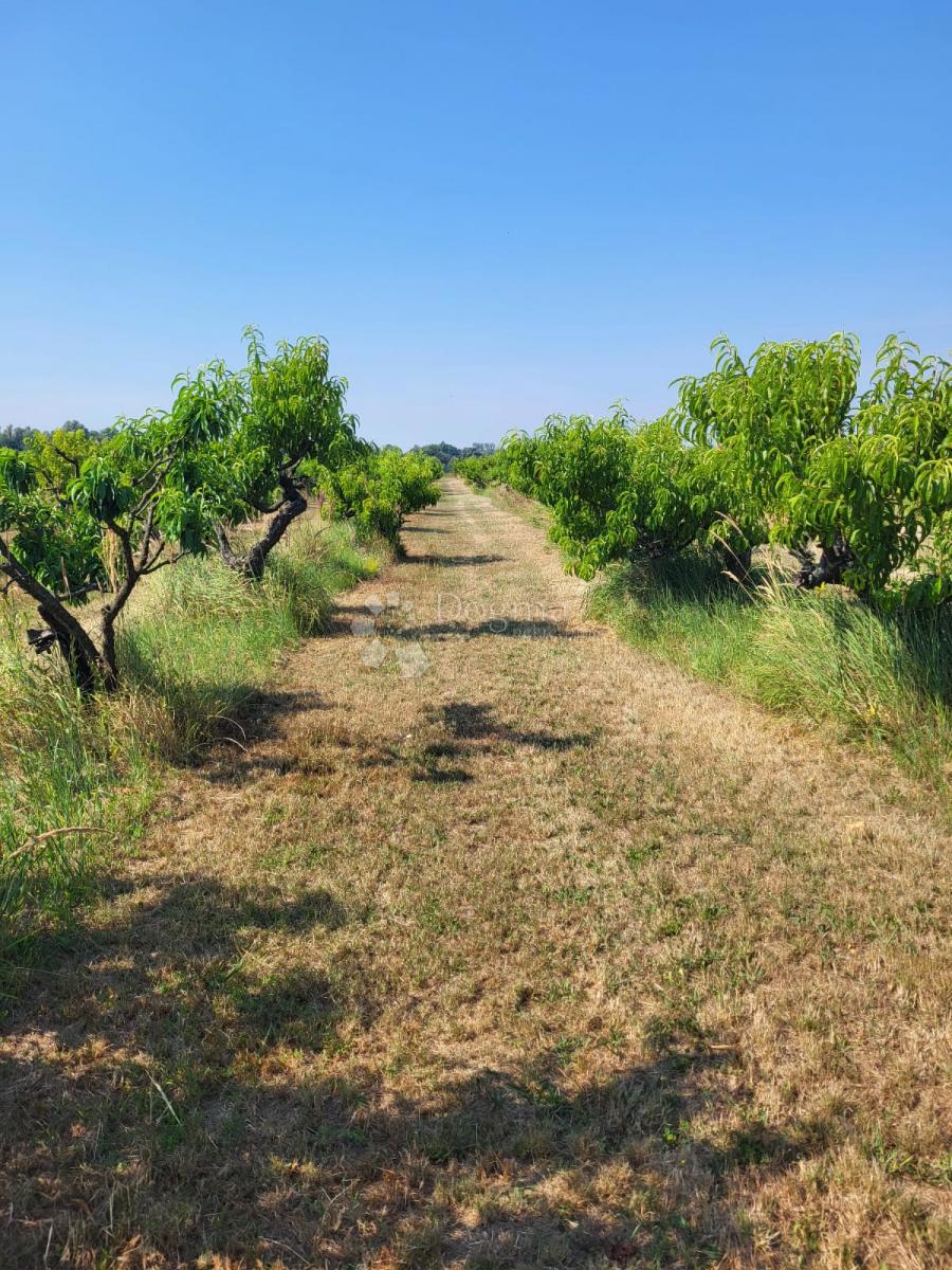 Terreno agricolo Petrijevci, 171.292m2