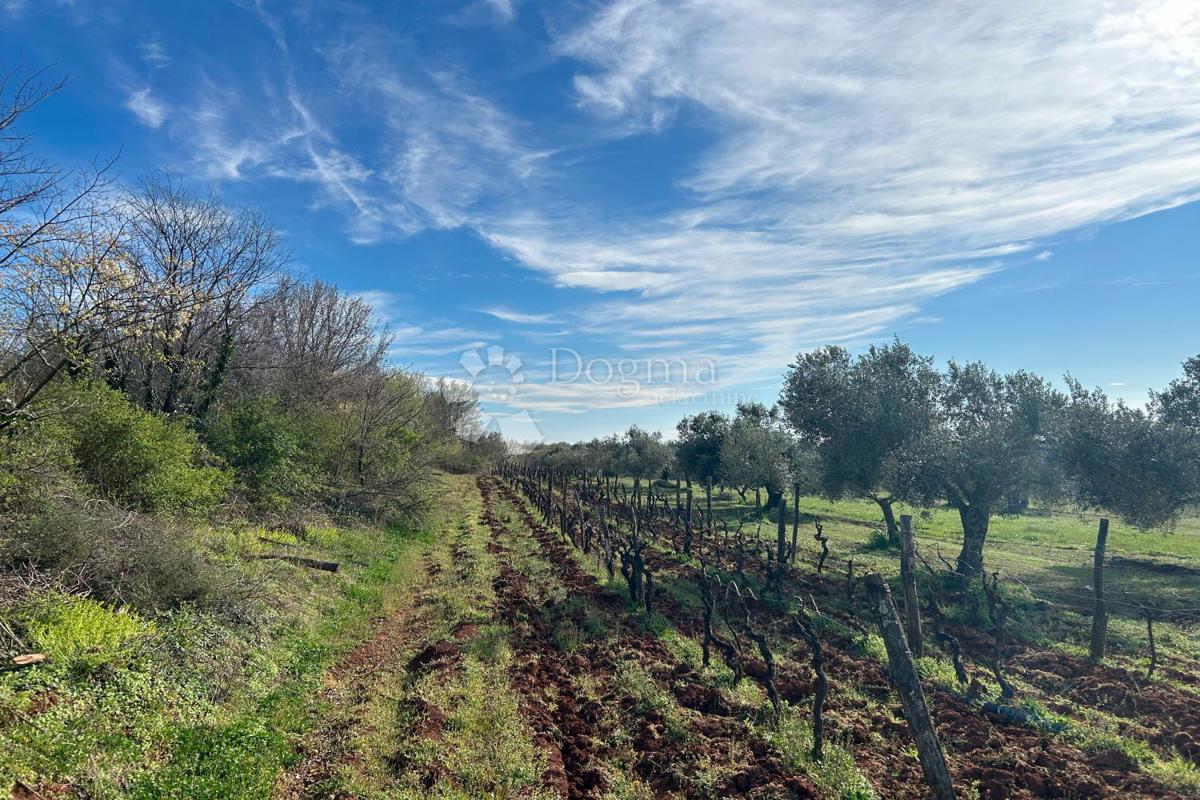 Terreno Mrgani, Kanfanar, 2.593m2