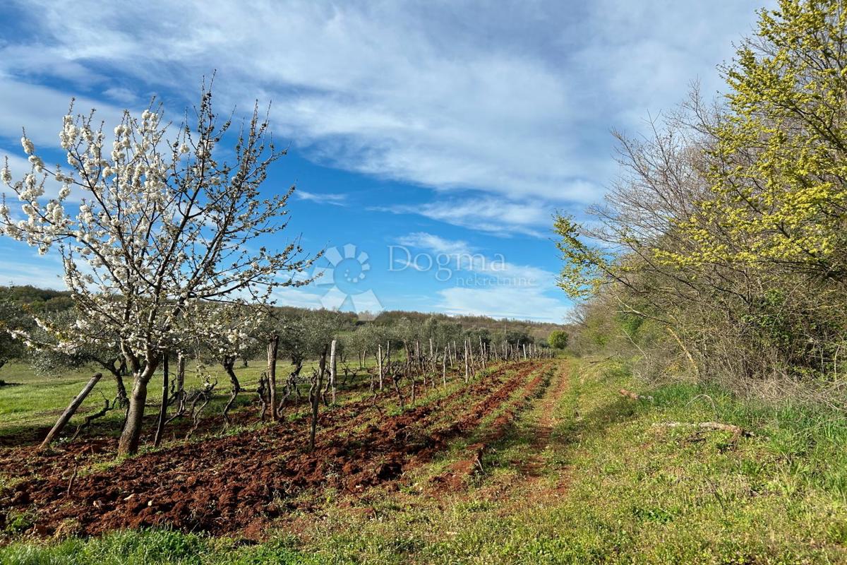 Terreno Mrgani, Kanfanar, 2.593m2