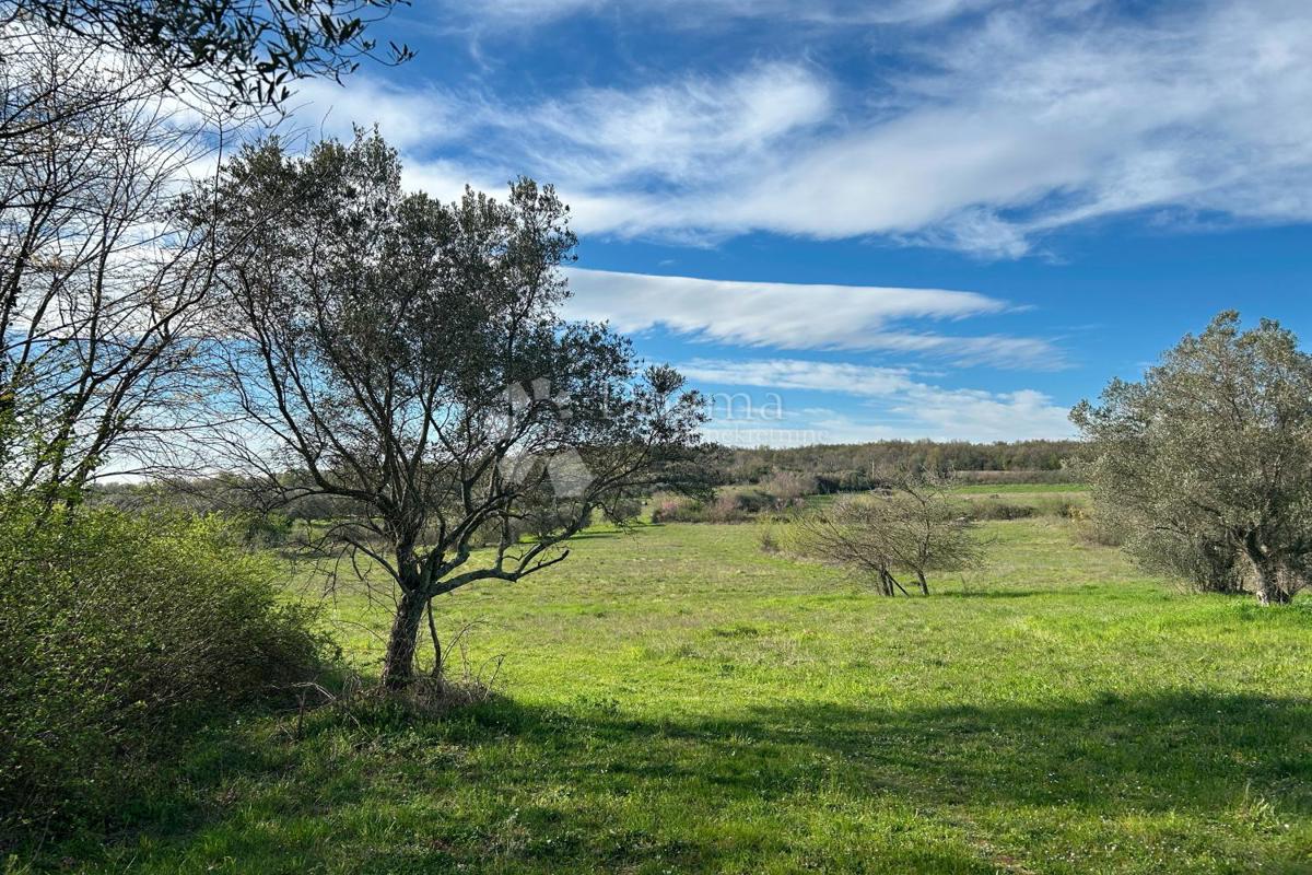 Terreno Mrgani, Kanfanar, 2.593m2