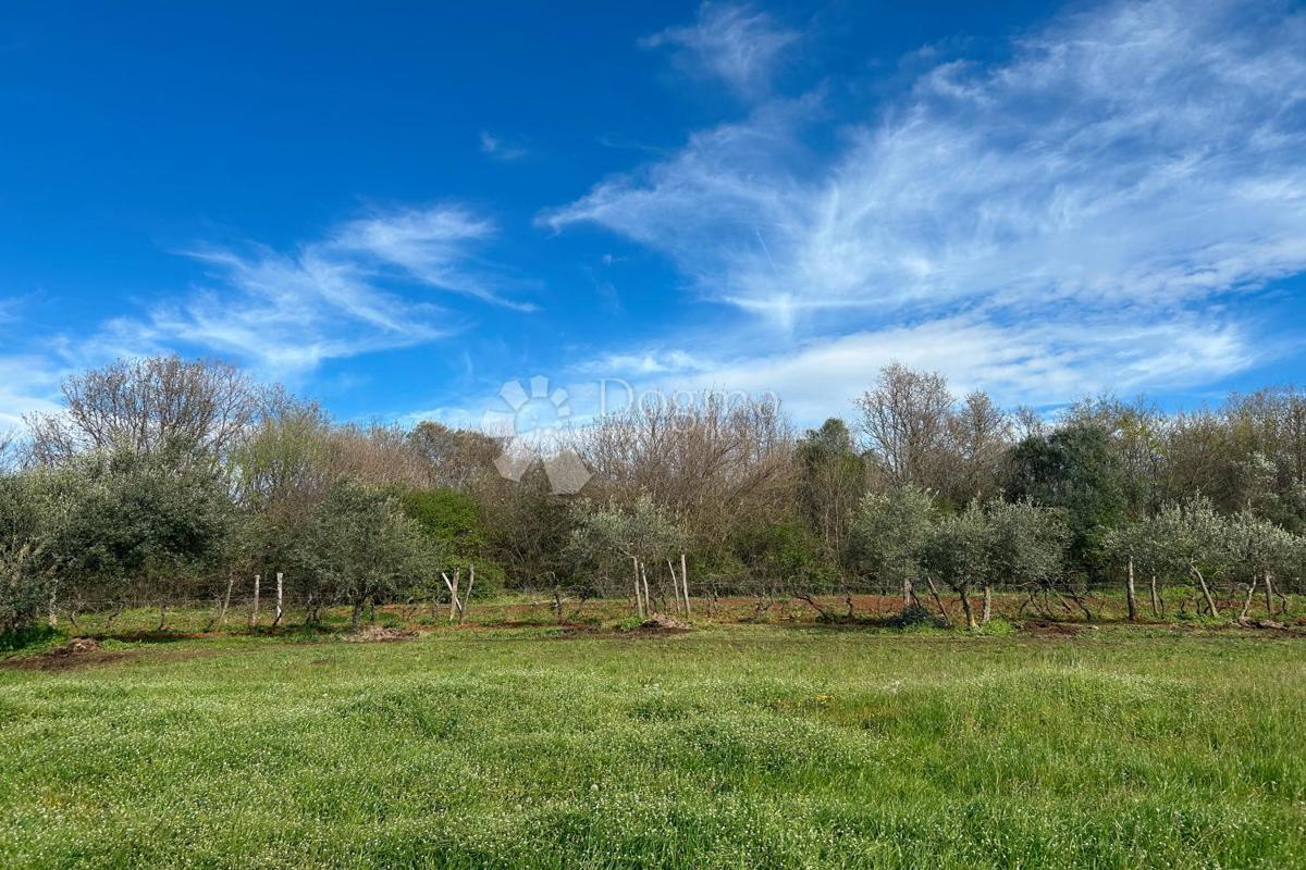 Terreno Mrgani, Kanfanar, 2.593m2