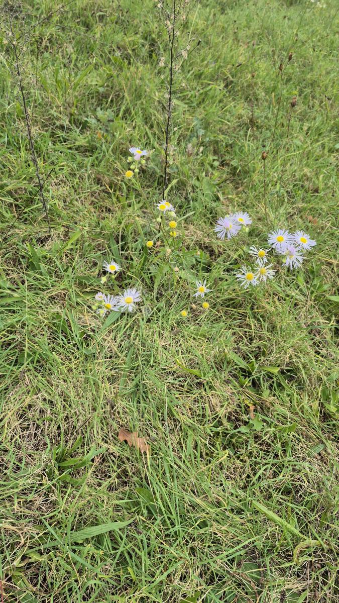 Terreno agricolo Pusti, Svetvinčenat, 8.182m2