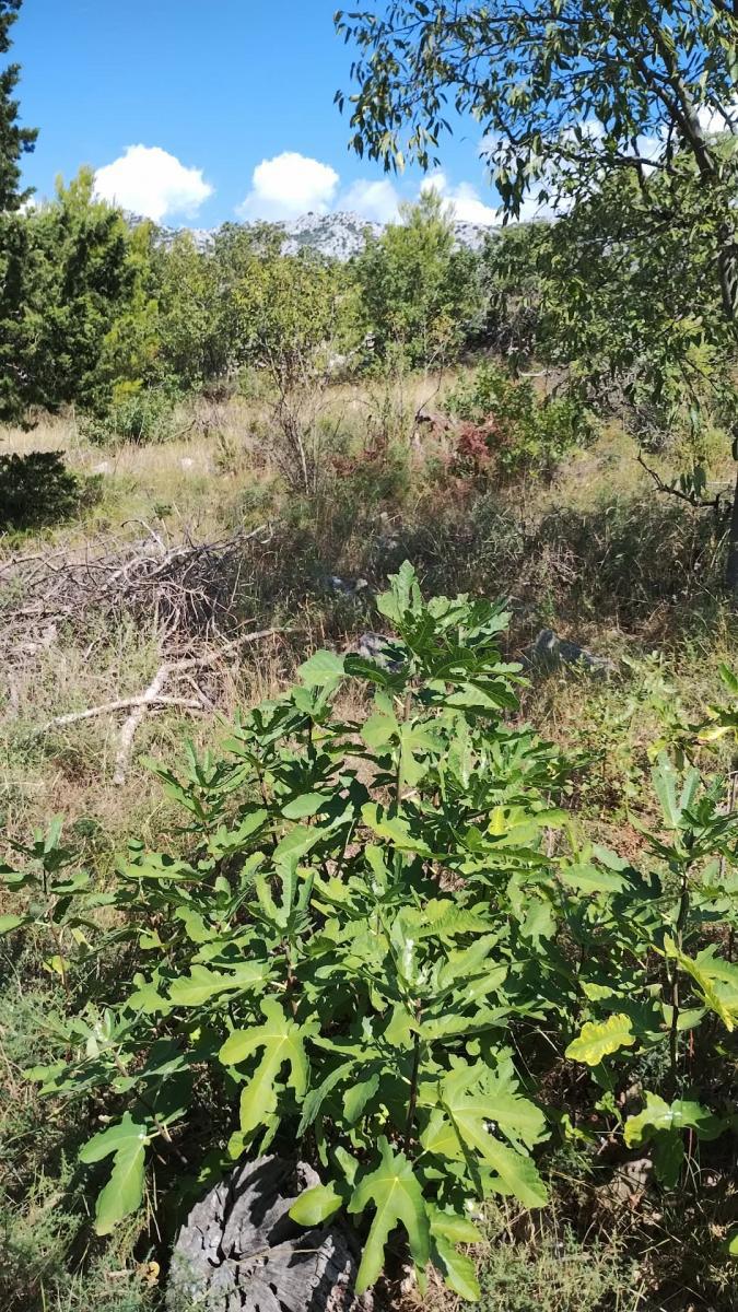 Terreno edificabile Seline, Starigrad, 918m2