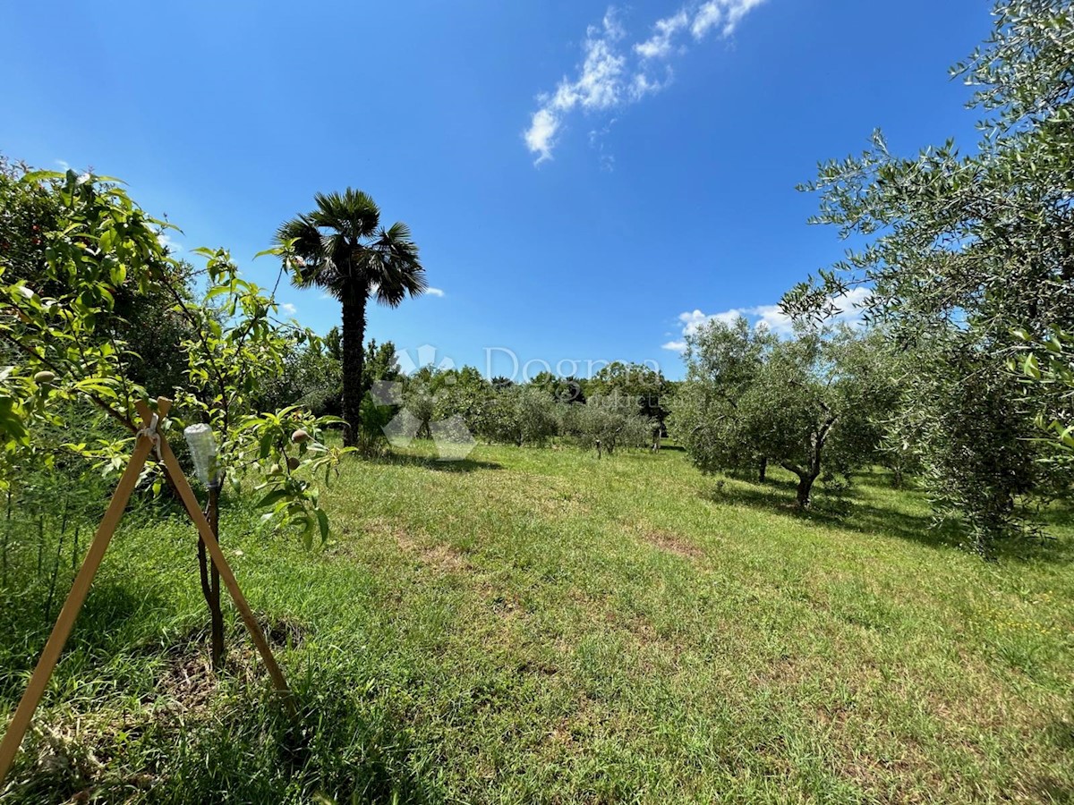 Casa Juricani, Umag, 600m2