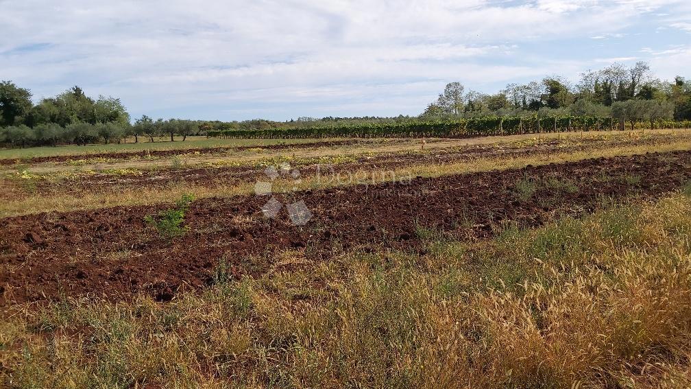 Terreno Marčana, 13.300m2