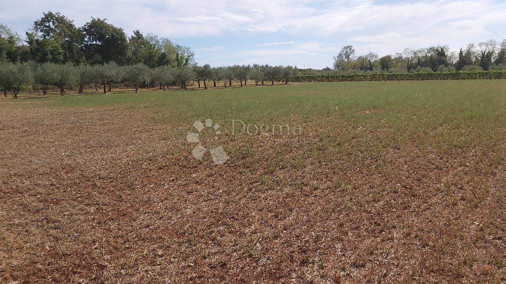 Terreno Marčana, 13.300m2