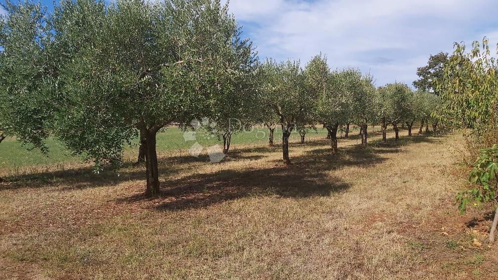 Terreno Marčana, 13.300m2