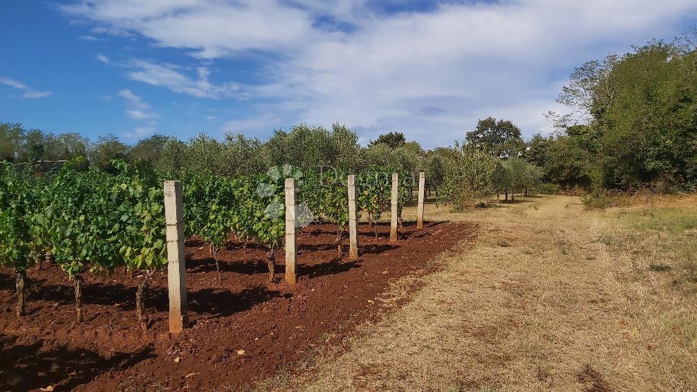 Terreno Marčana, 13.300m2