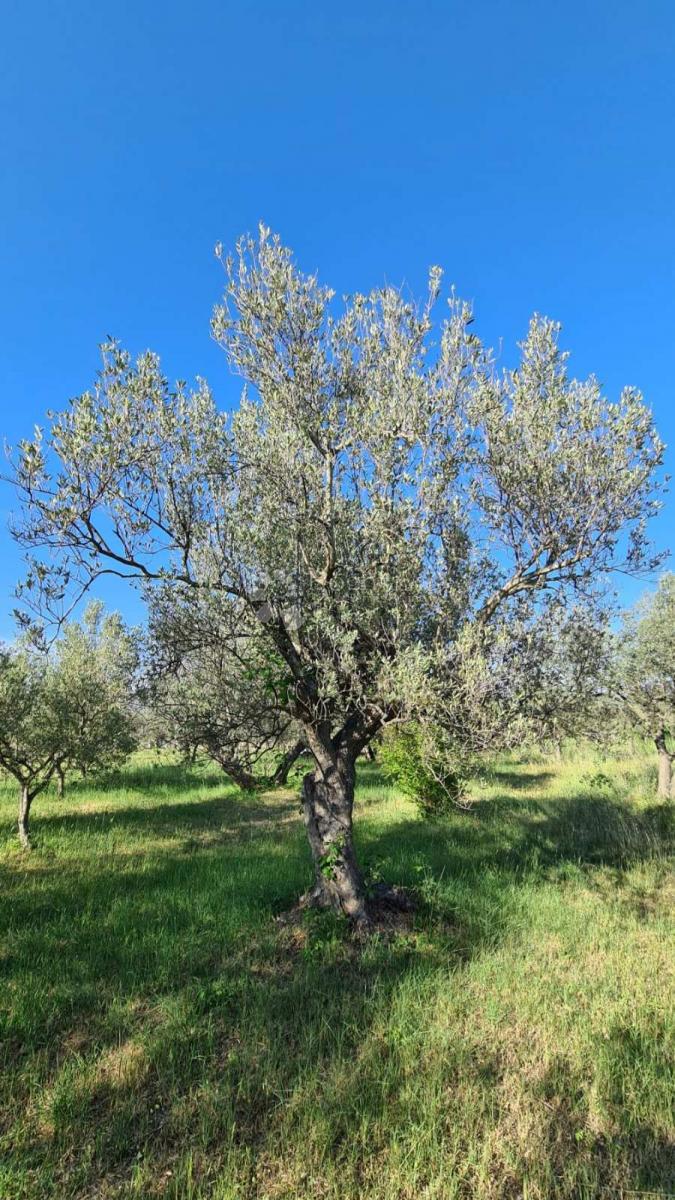Terreno Valbandon, Fažana, 1.500m2