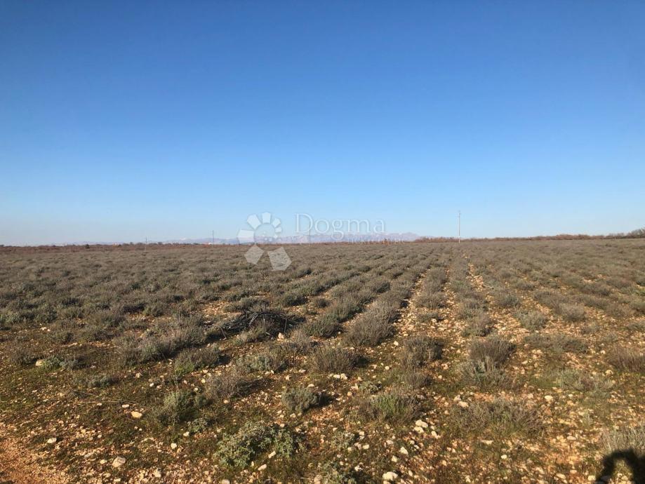 Terreno agricolo fertile 21 ha – Gornje Raštane, Lavanda, fondi UE