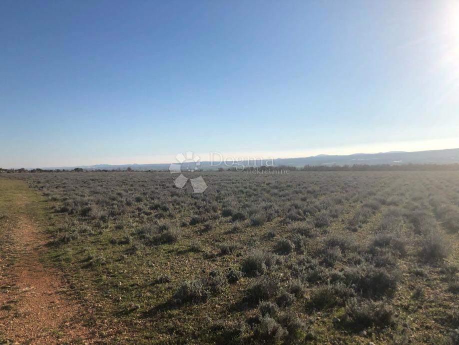 Terreno agricolo fertile 21 ha – Gornje Raštane, Lavanda, fondi UE
