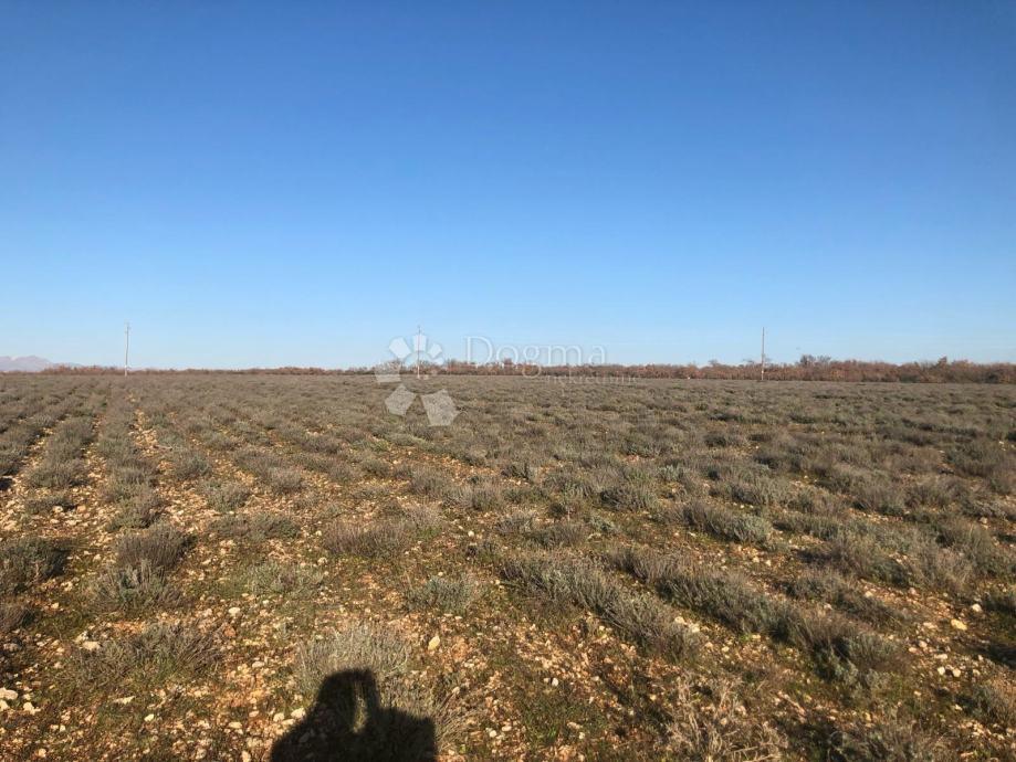 Terreno agricolo fertile 21 ha – Gornje Raštane, Lavanda, fondi UE
