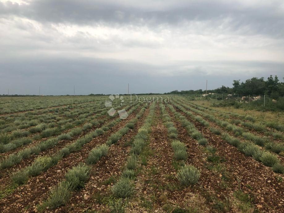 Terreno agricolo fertile 21 ha – Gornje Raštane, Lavanda, fondi UE