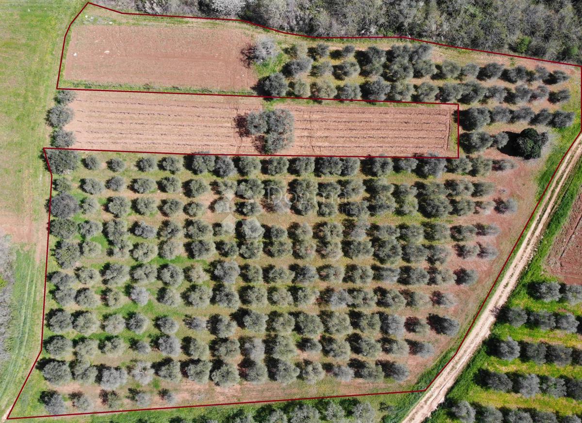 Terreno agricolo Poreč, 8.571m2
