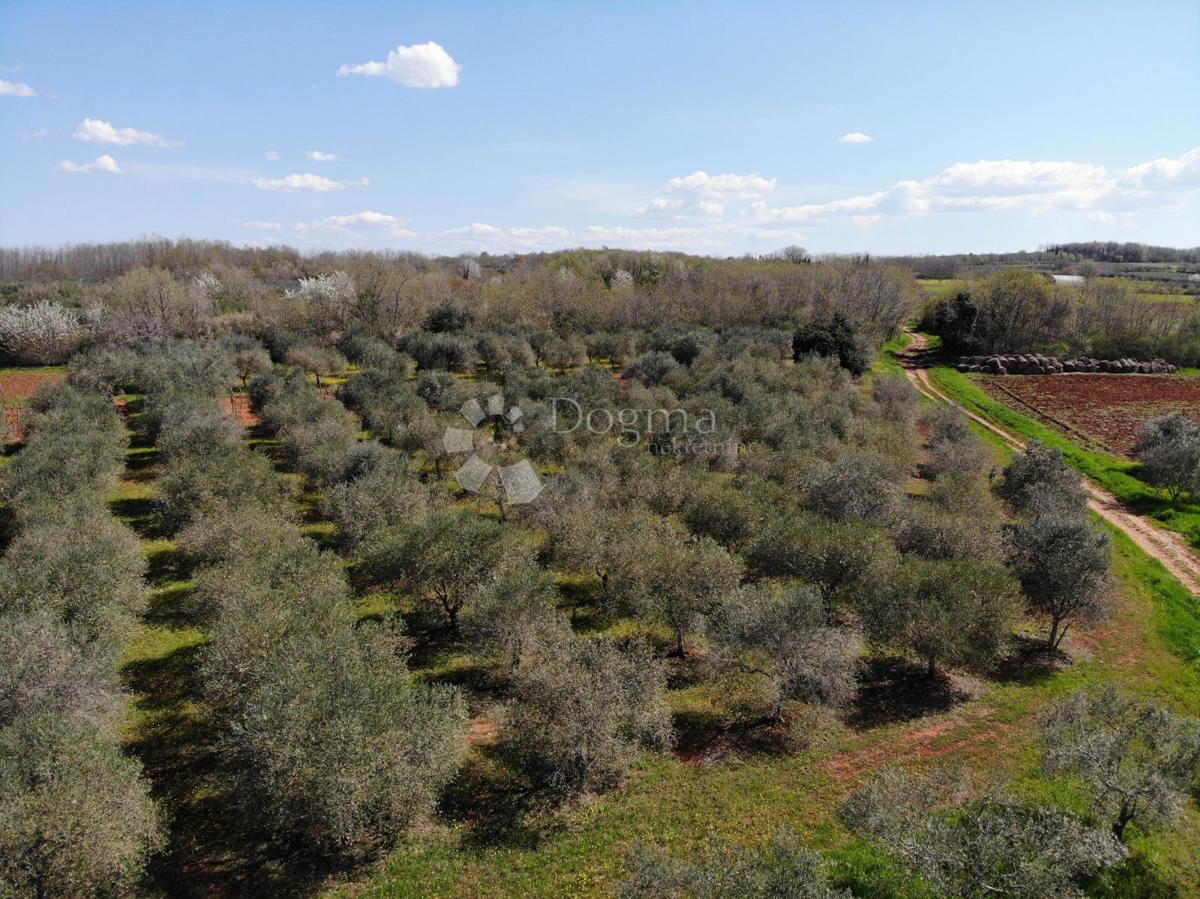 Terreno agricolo Poreč, 8.571m2