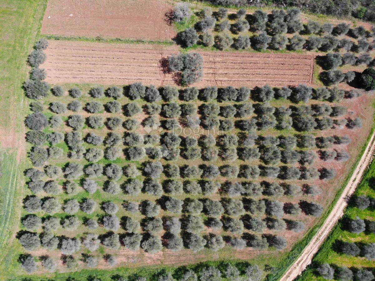 Terreno agricolo Poreč, 8.571m2