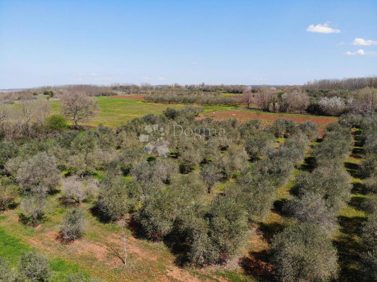 Terreno agricolo Poreč, 8.571m2