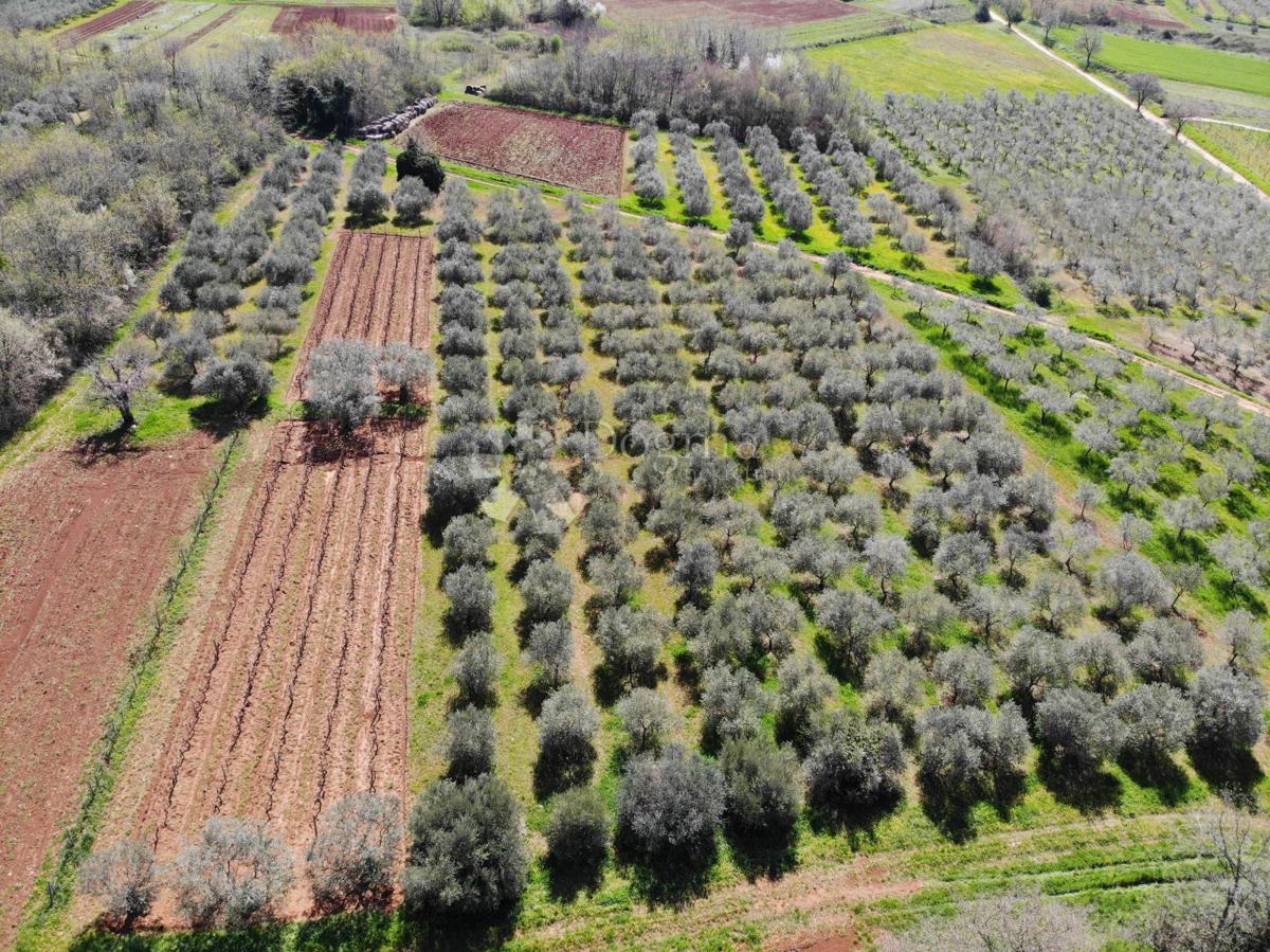 Terreno agricolo Poreč, 8.571m2
