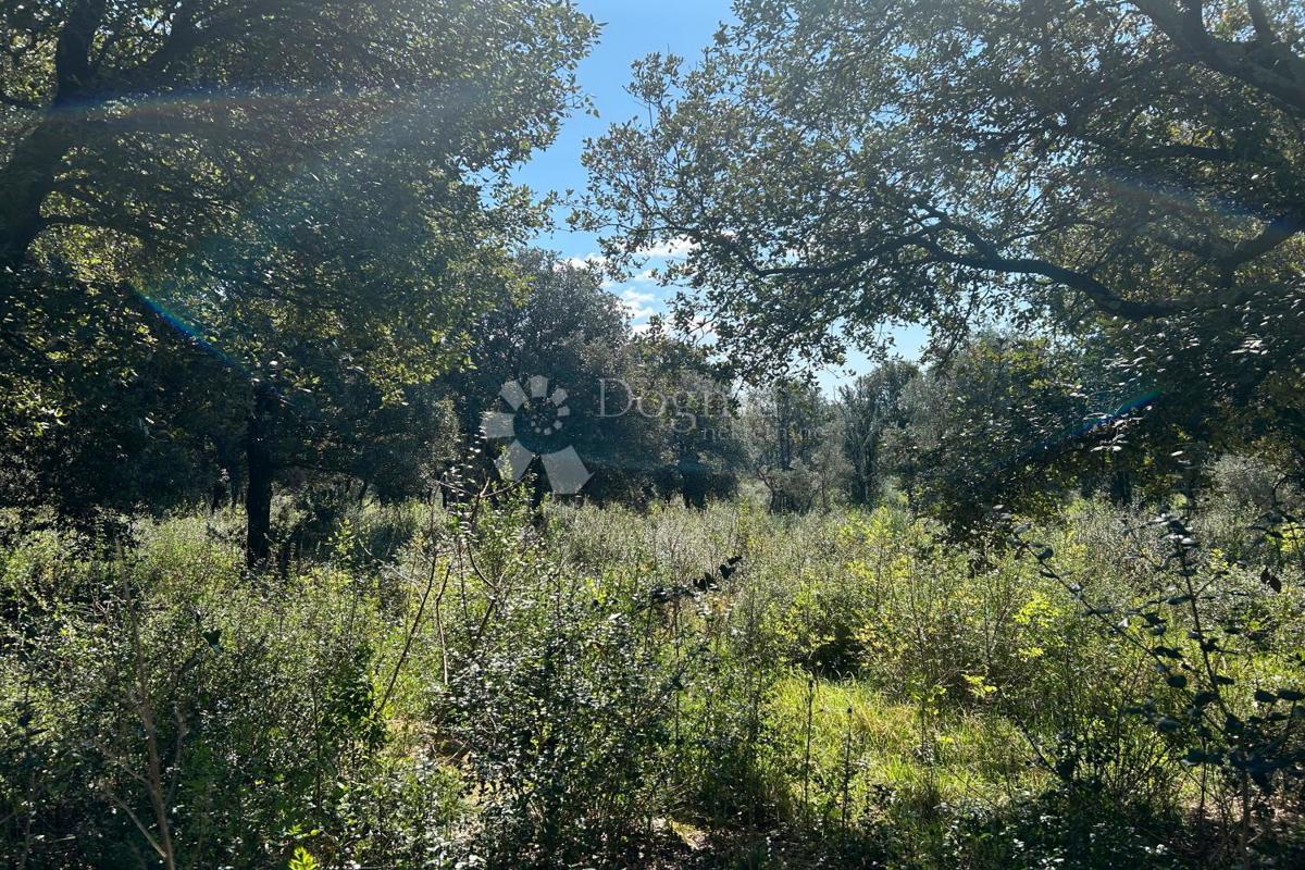 Terreno agricolo Rovinj, 11.040m2