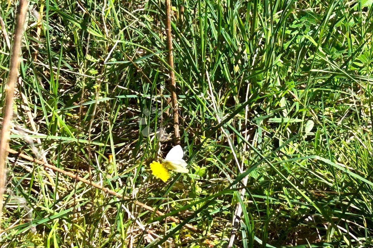 Terreno agricolo Rovinj, 11.040m2