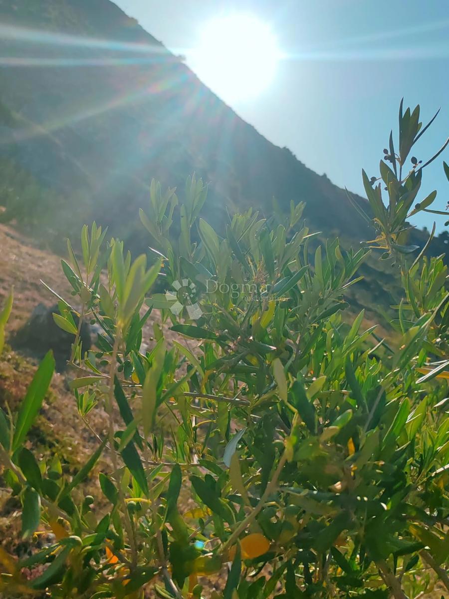 Terreno agricolo Tribunj, 6.794m2