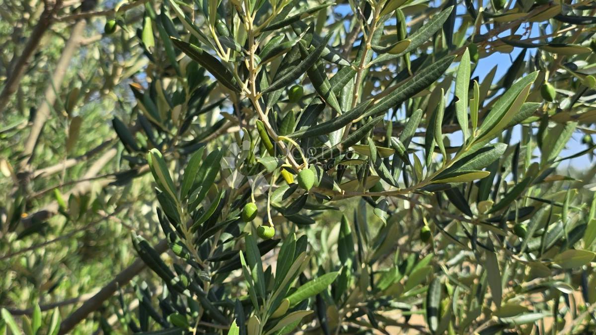 Terreno agricolo Milna, 9.819m2