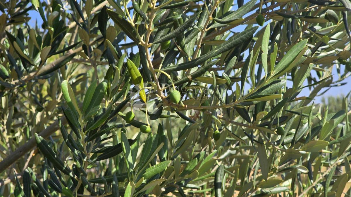 Terreno agricolo Milna, 9.819m2