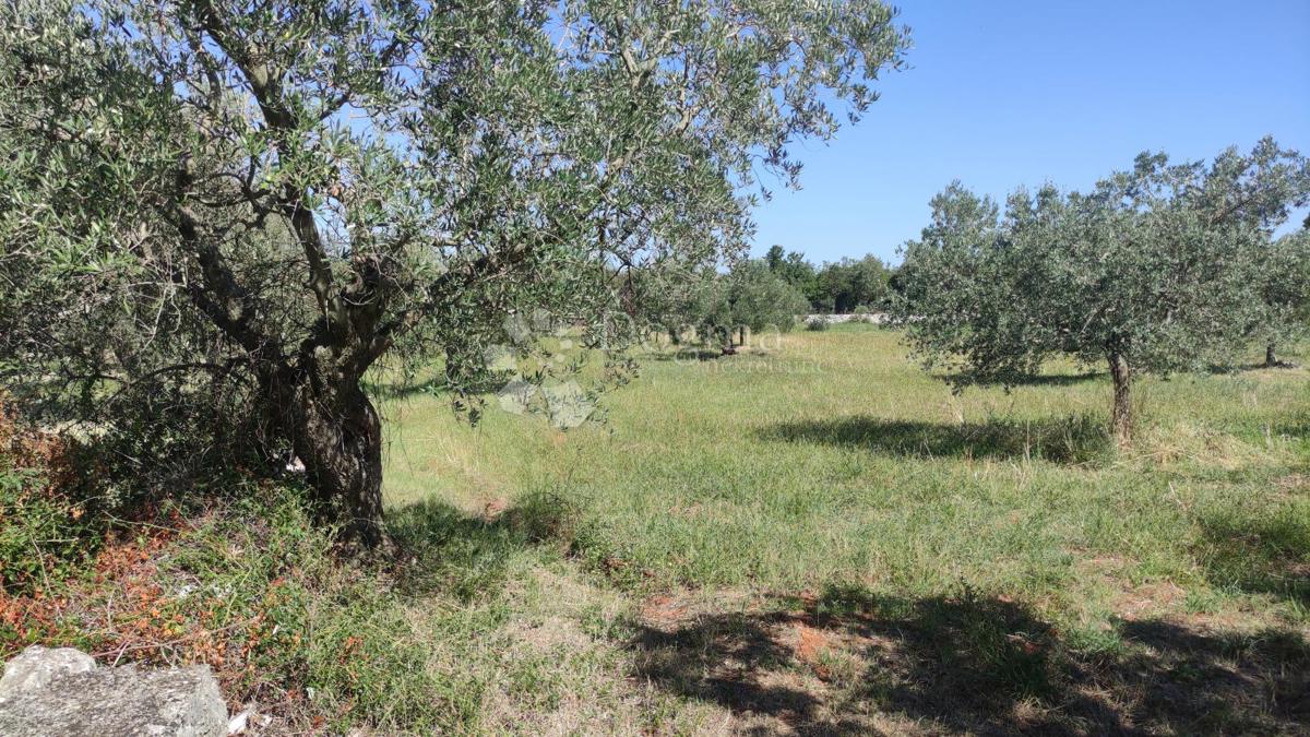 Terreno agricolo Peroj, Vodnjan, 3.759m2