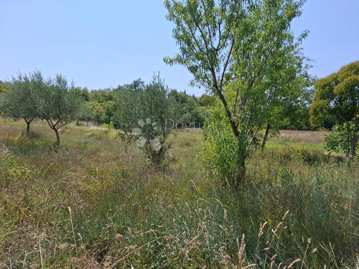 Terreno edificabile Kaštel, Buje, 999m2