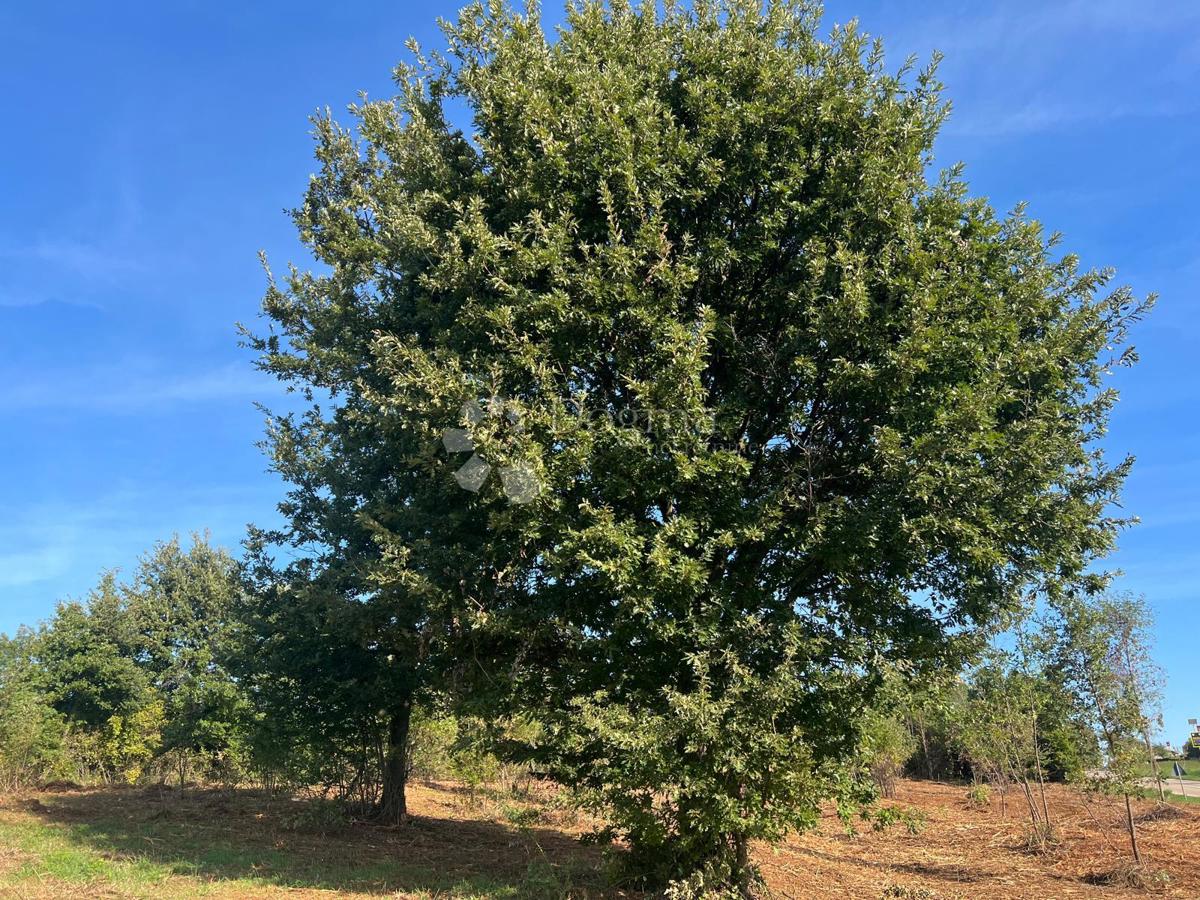 Terreno edificabile Barban, 544m2