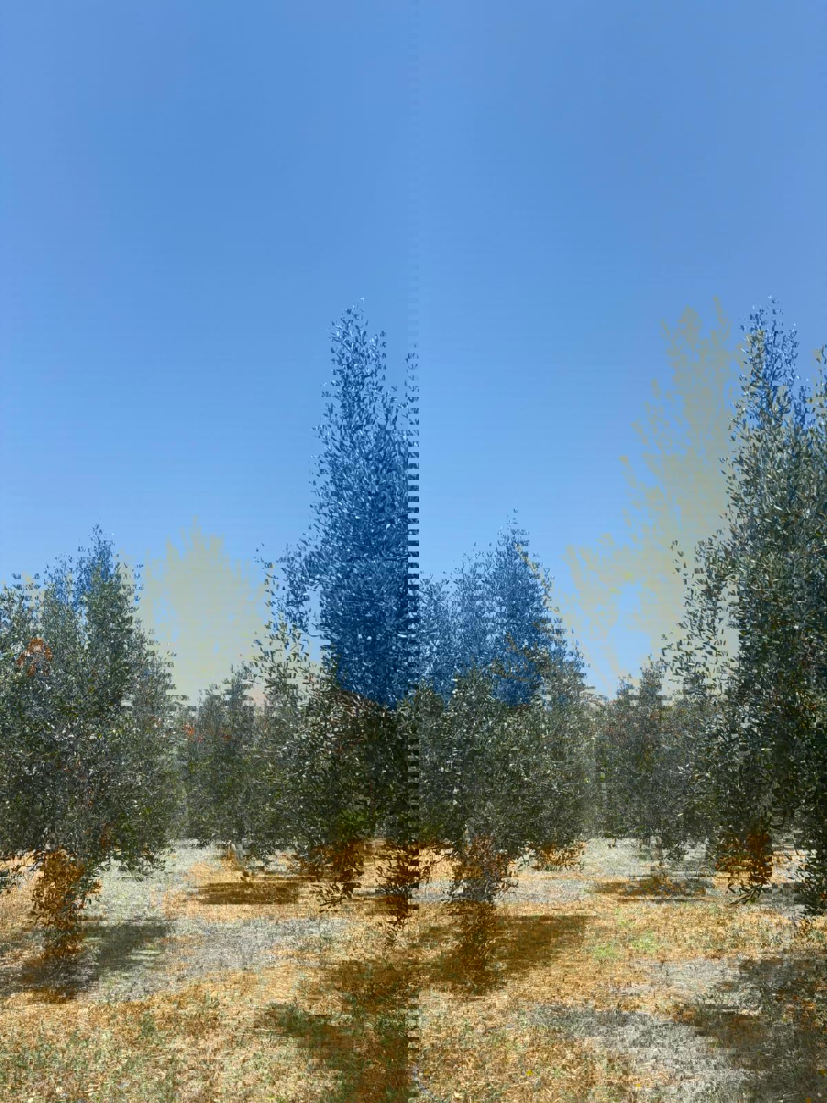 Terreno edificabile ideale per investitori - Seget Donji